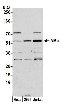 MK5 Antibody