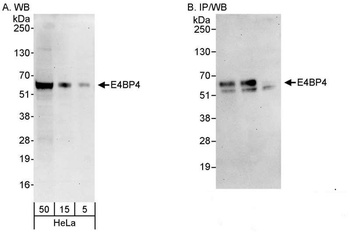 E4BP4 Antibody