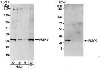Rabbit anti-FKBP3 Antibody