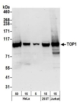 Rabbit anti-TOP1 Antibody