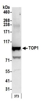 TOP1 Antibody