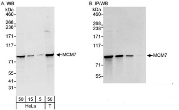 MCM7 Antibody