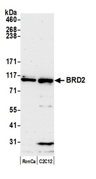 Rabbit anti-BRD2 Antibody