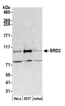 Rabbit anti-BRD2 Antibody