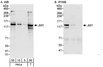 Rabbit anti-JMY Antibody