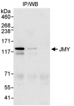 JMY Antibody