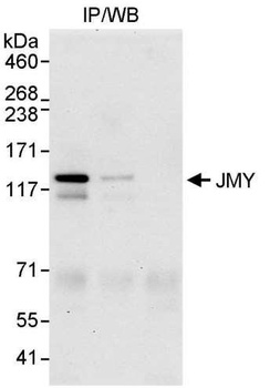 Rabbit anti-JMY Antibody