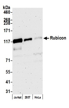Rubicon Antibody