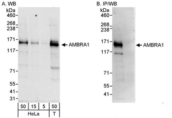 Rabbit anti-AMBRA1 Antibody