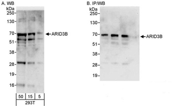 Rabbit anti-ARID3B Antibody