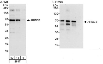 Rabbit anti-ARID3B Antibody