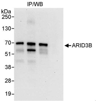 Rabbit anti-ARID3B Antibody