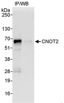 Rabbit anti-CNOT2 Antibody