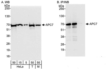Rabbit anti-APC7 Antibody