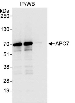 Rabbit anti-APC7 Antibody