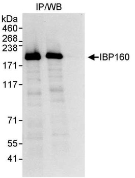 Rabbit anti-IBP160 Antibody