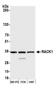 RACK1 Antibody