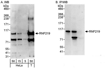 RNF219 Antibody
