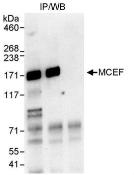 MCEF Antibody