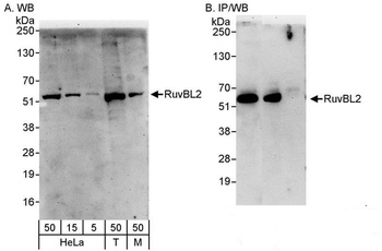 RuvBL2 Antibody