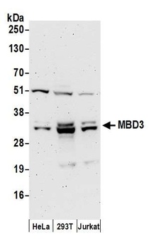 MBD3 Antibody