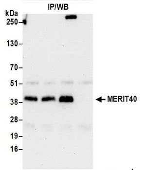 Rabbit anti-MERIT40 Antibody