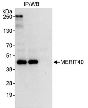 Rabbit anti-MERIT40 Antibody