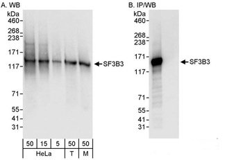 Rabbit anti-SF3B3 Antibody