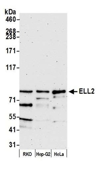 ELL2 Antibody