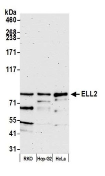 Rabbit anti-ELL2 Antibody