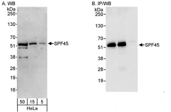 SPF45 Antibody