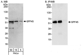 Rabbit anti-SPF45 Antibody