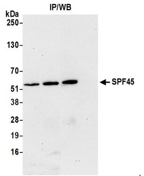 SPF45 Antibody