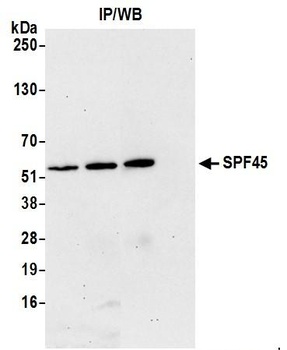 Rabbit anti-SPF45 Antibody