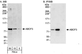 ABCF3 Antibody