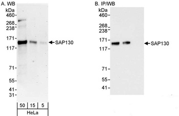SAP130 Antibody
