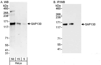 Rabbit anti-SAP130 Antibody