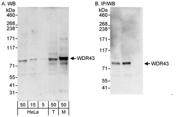 Rabbit anti-WDR43 Antibody