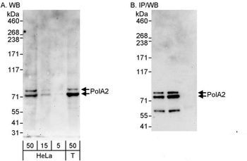 Rabbit anti-PolA2 Antibody