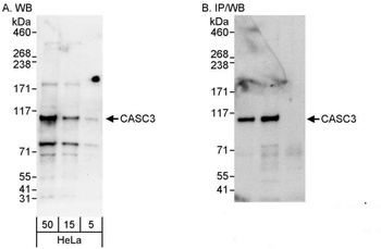 Rabbit anti-CASC3 Antibody