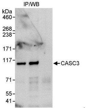 Rabbit anti-CASC3 Antibody