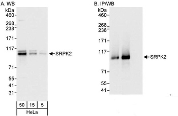SRPK2 Antibody
