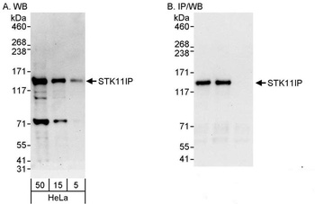 Rabbit anti-STK11IP Antibody