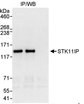 Rabbit anti-STK11IP Antibody