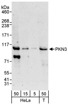 PKN3 Antibody