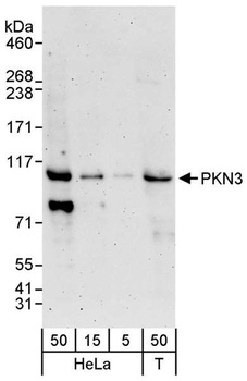 Rabbit anti-PKN3 Antibody