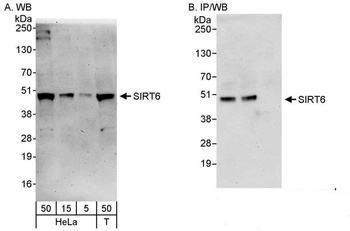 Rabbit anti-Sirt6 Antibody