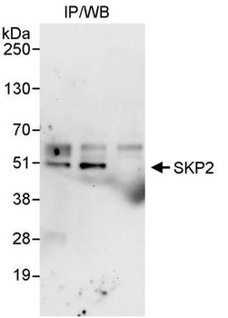 Rabbit anti-SKP2 Antibody