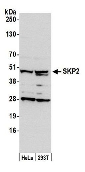 Rabbit anti-SKP2 Antibody