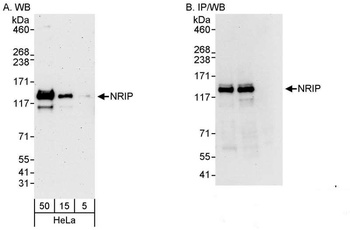 Rabbit anti-NRIP Antibody